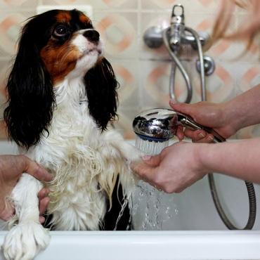 Cleaning paws during virus season – within healthy limits