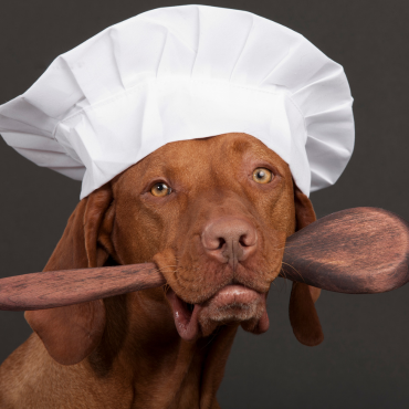 5 basic rules for cooked feeding – your dog will thank you!