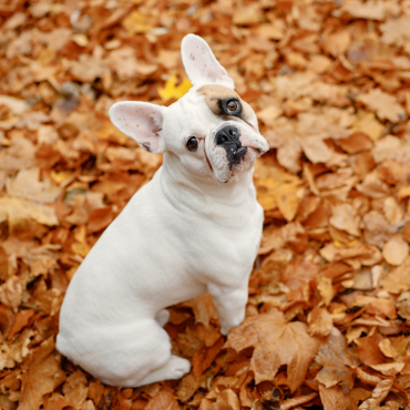 Immune support with herbs – autumn is just around the corner – here are 3 recipes