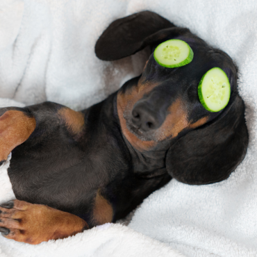 The role of the skin – why your dog’s skin matters