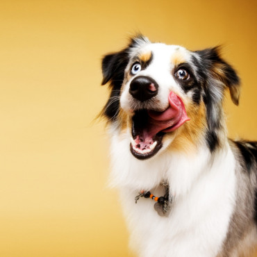 Grundlagen von Fütterung und Verdauung – die wichtigsten Fütterungsarten