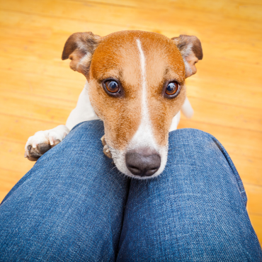 Do dogs actually need rules?