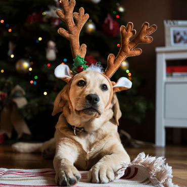  Biztonságos Karácsony a kutyáddal