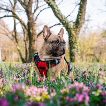 What is the purpose of herbs, and why should we give them to our dogs?