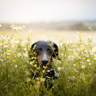 Viszketés csillapító főzet kutyádnak