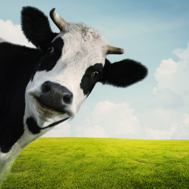 Beef Kidney, Heart, Liver and Spleen for Dogs? Why wouldn’t you feed them when they’re THIS healthy?