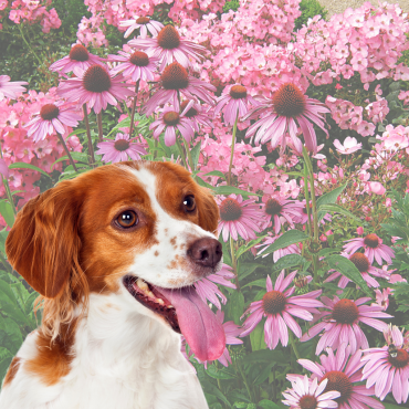 The Superpowers of Echinacea for Your Dog’s Health