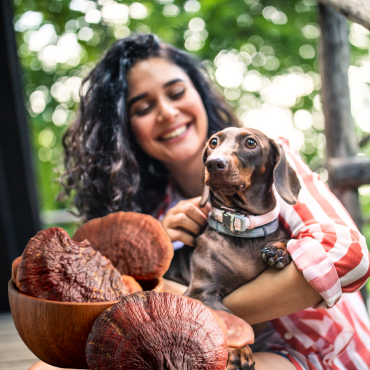 6 Reasons Why You Should Give Reishi Mushroom to Your Dog