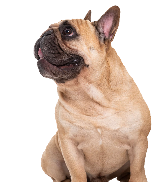 mybulldogshop-husegprogram.png